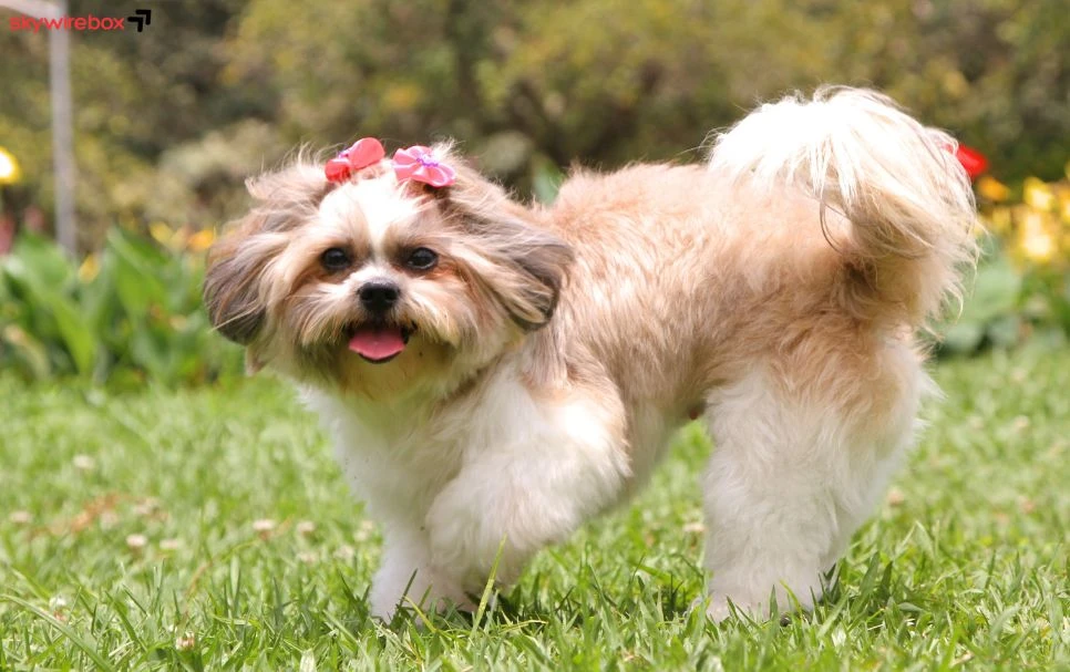 dog names