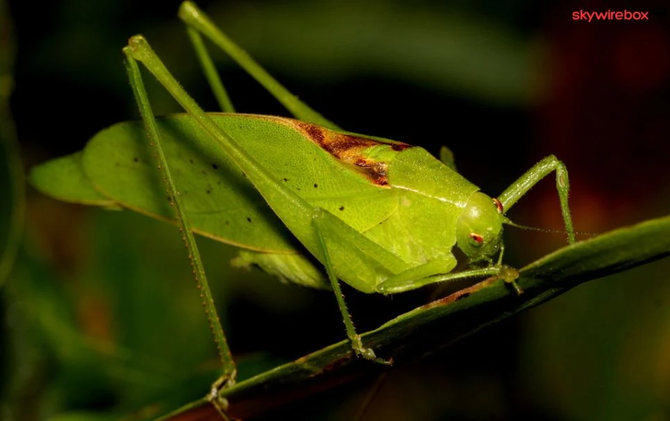 katydid