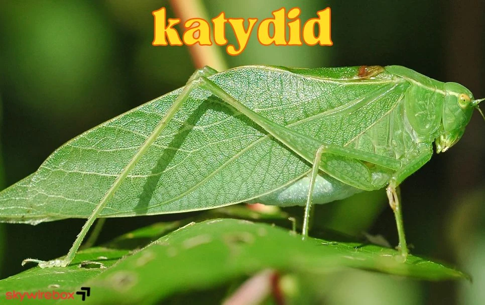 katydid